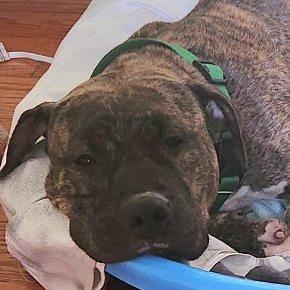 Enlarge Mulan - My adoption fee is fully sponsored - In loving memory of Denver and Rosco, an adopted Mixed Breed in Tyner, NC image 2/3