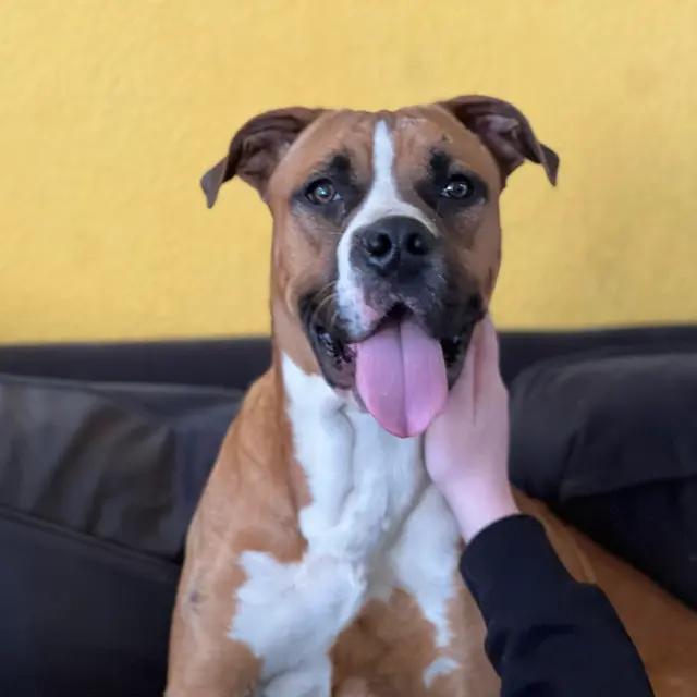 Moxie, a Adoptable mixed breed in Arlington, TX image 1/3