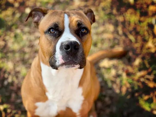 Moxie, a Adoptable mixed breed in Arlington, TX image 2/3