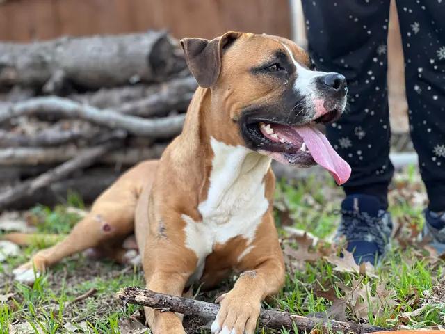 Moxie, a Adoptable mixed breed in Arlington, TX image 3/3