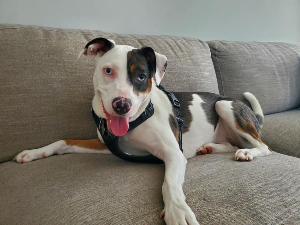 Enlarge Dolly (formerly Callie), a Adoptable Catahoula Leopard Dog in Oakhurst, NJ image 1/3