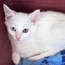 Enlarge Tallula, a Adopted Domestic Short Hair in Longmont, CO image 1/3
