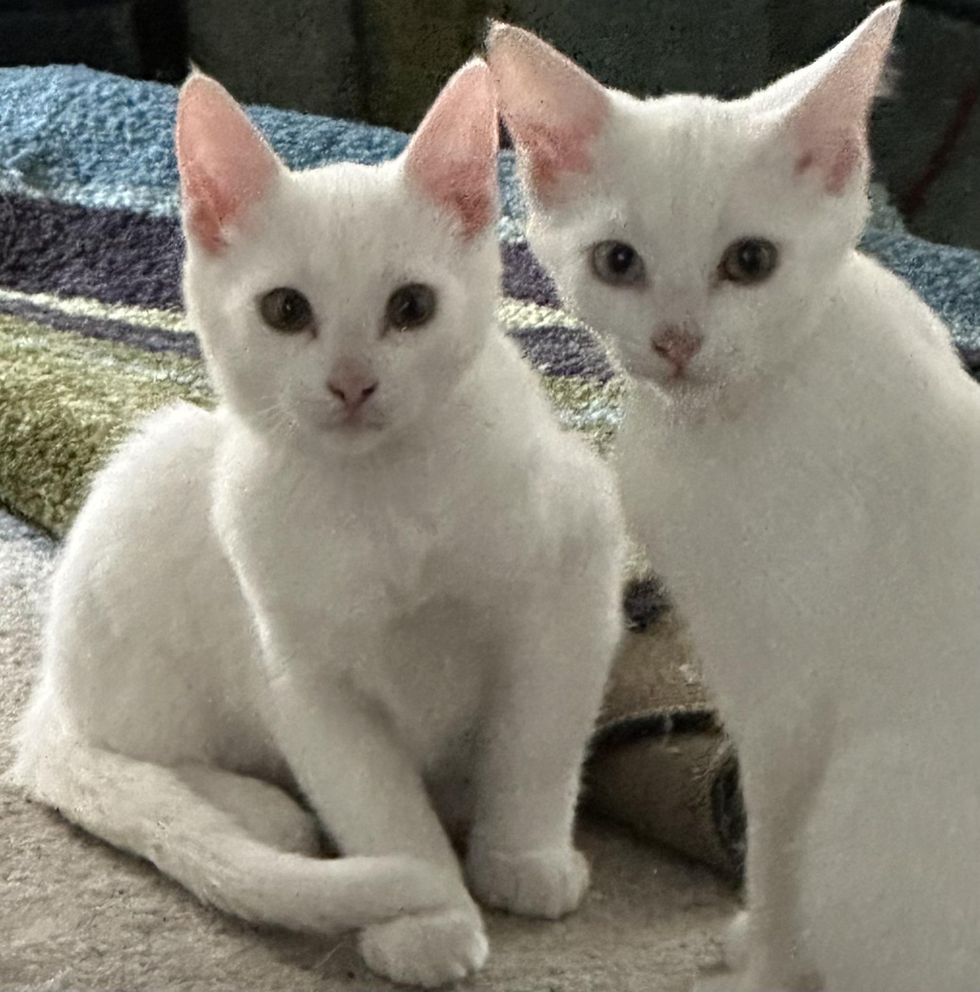 Enlarge Tallula, a Adopted Domestic Short Hair in Longmont, CO image 2/3