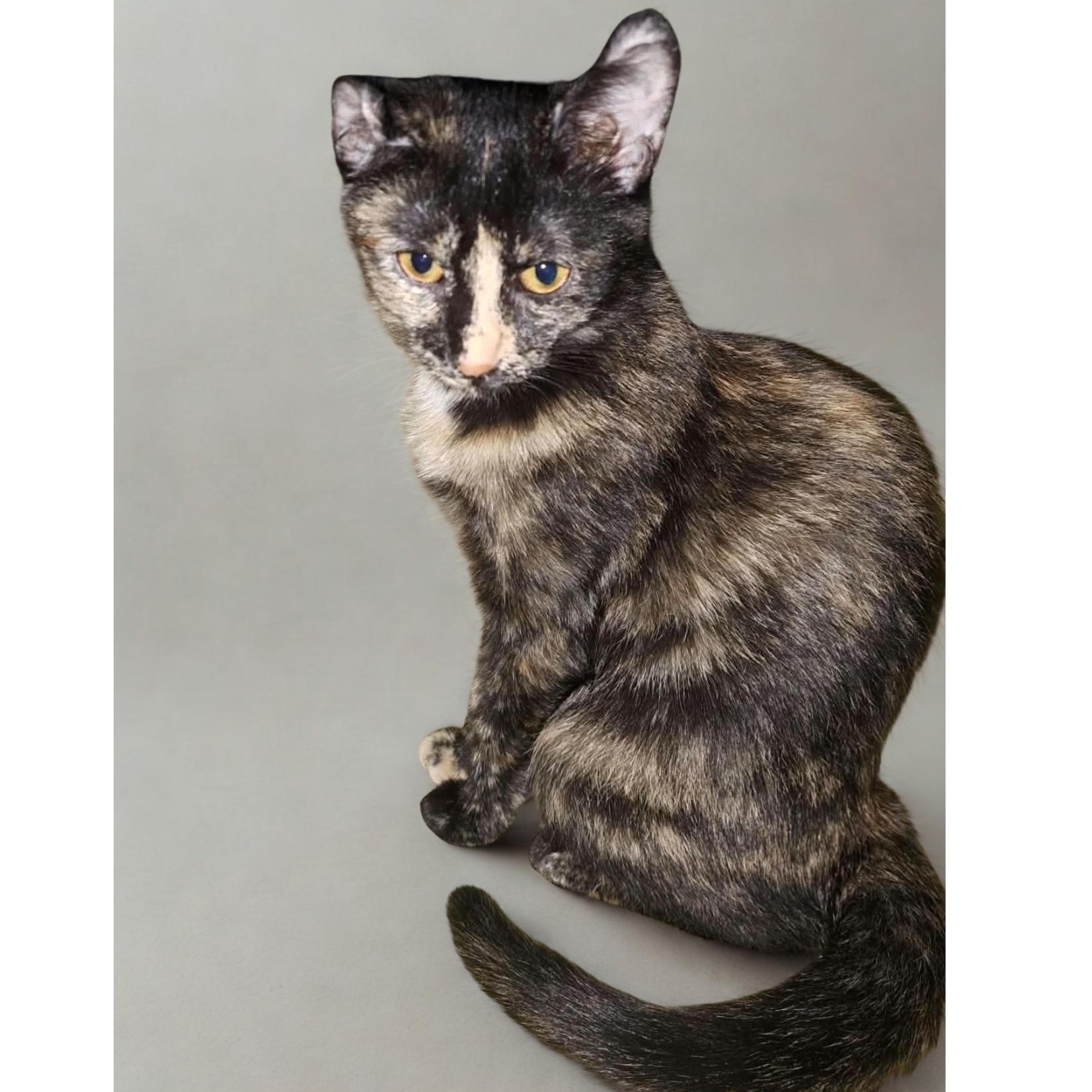 Cascade, Adoptable, Kitten Female Tortoiseshell.