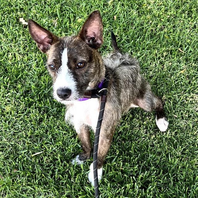 Egypt - City Of Industry Location, Adoptable, Adult Female Terrier & Mixed Breed.