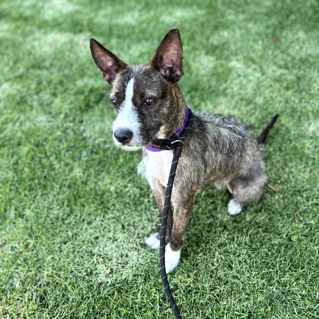 Egypt - City Of Industry Location, a Adoptable mixed breed in Chino Hills, CA image 2/6