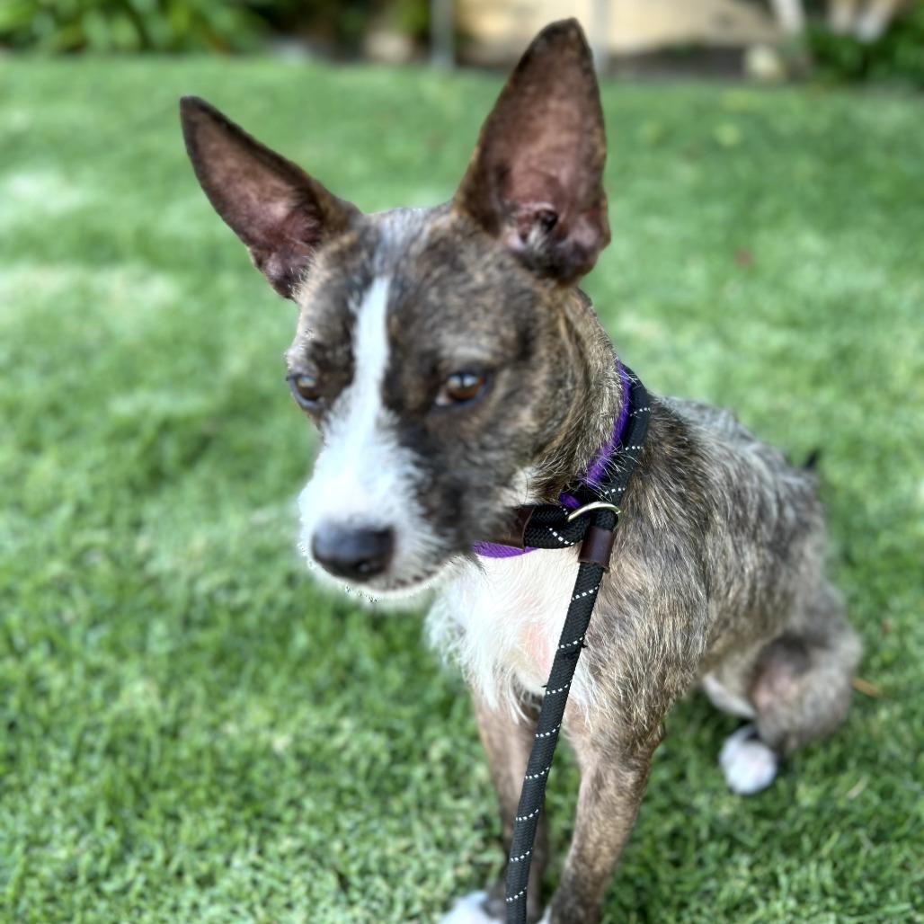 Egypt - City Of Industry Location, a Adoptable mixed breed in Chino Hills, CA image 3/6