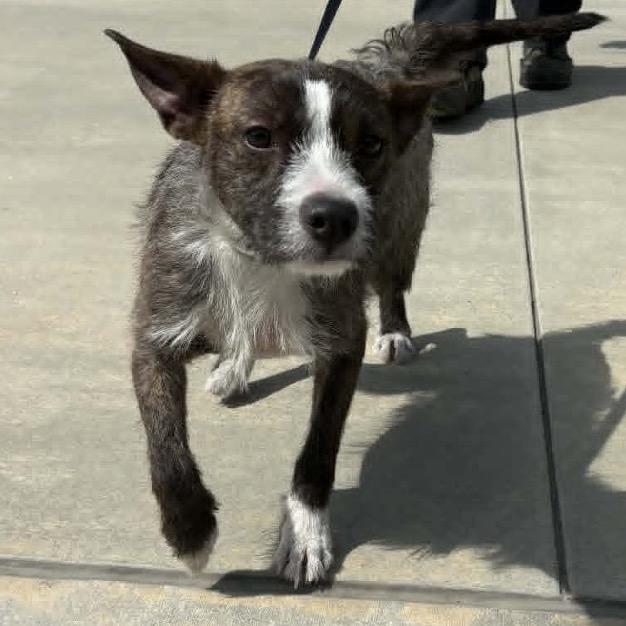 Egypt - City Of Industry Location, a Adoptable mixed breed in Chino Hills, CA image 4/6