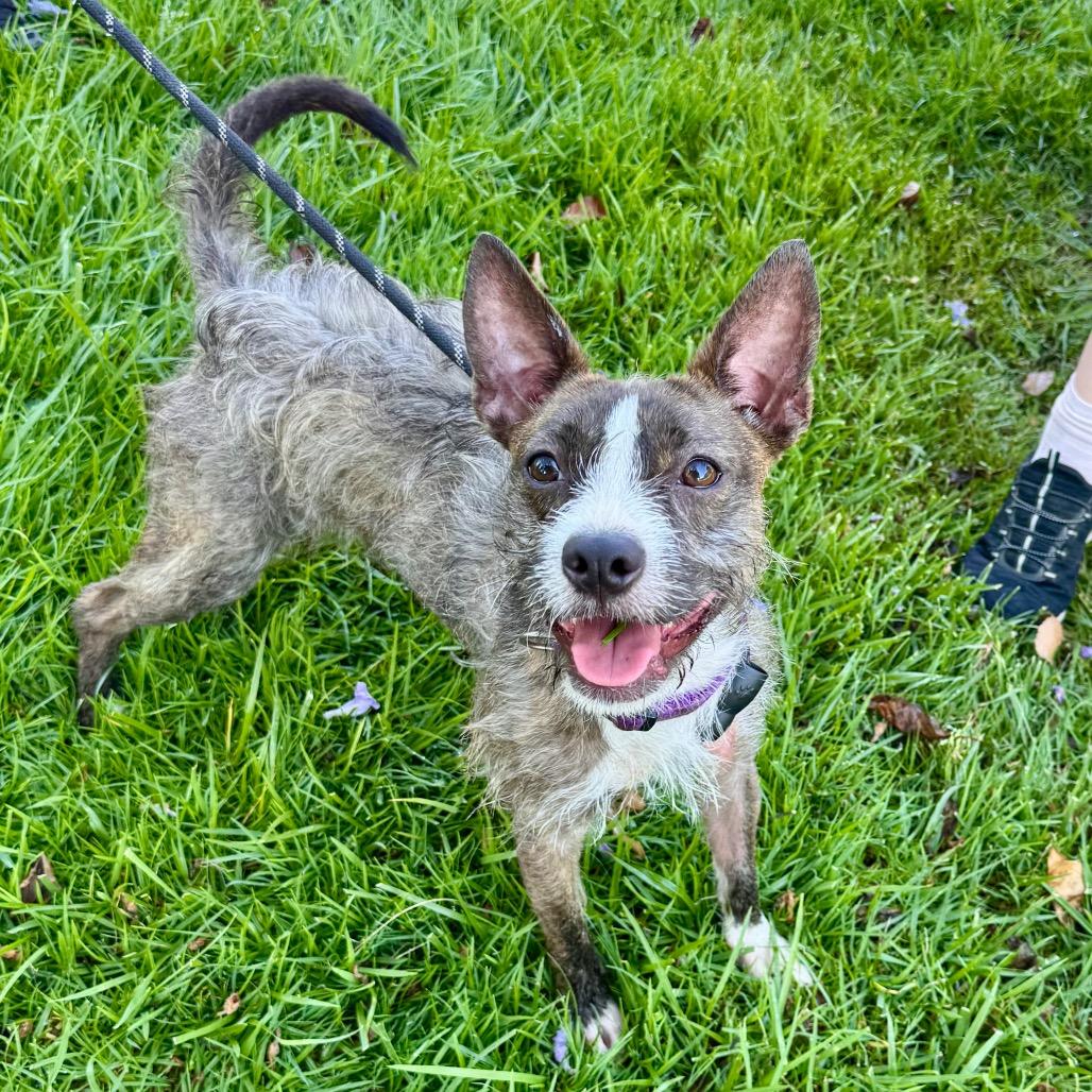 Egypt - City Of Industry Location, a Adoptable mixed breed in Chino Hills, CA image 6/6