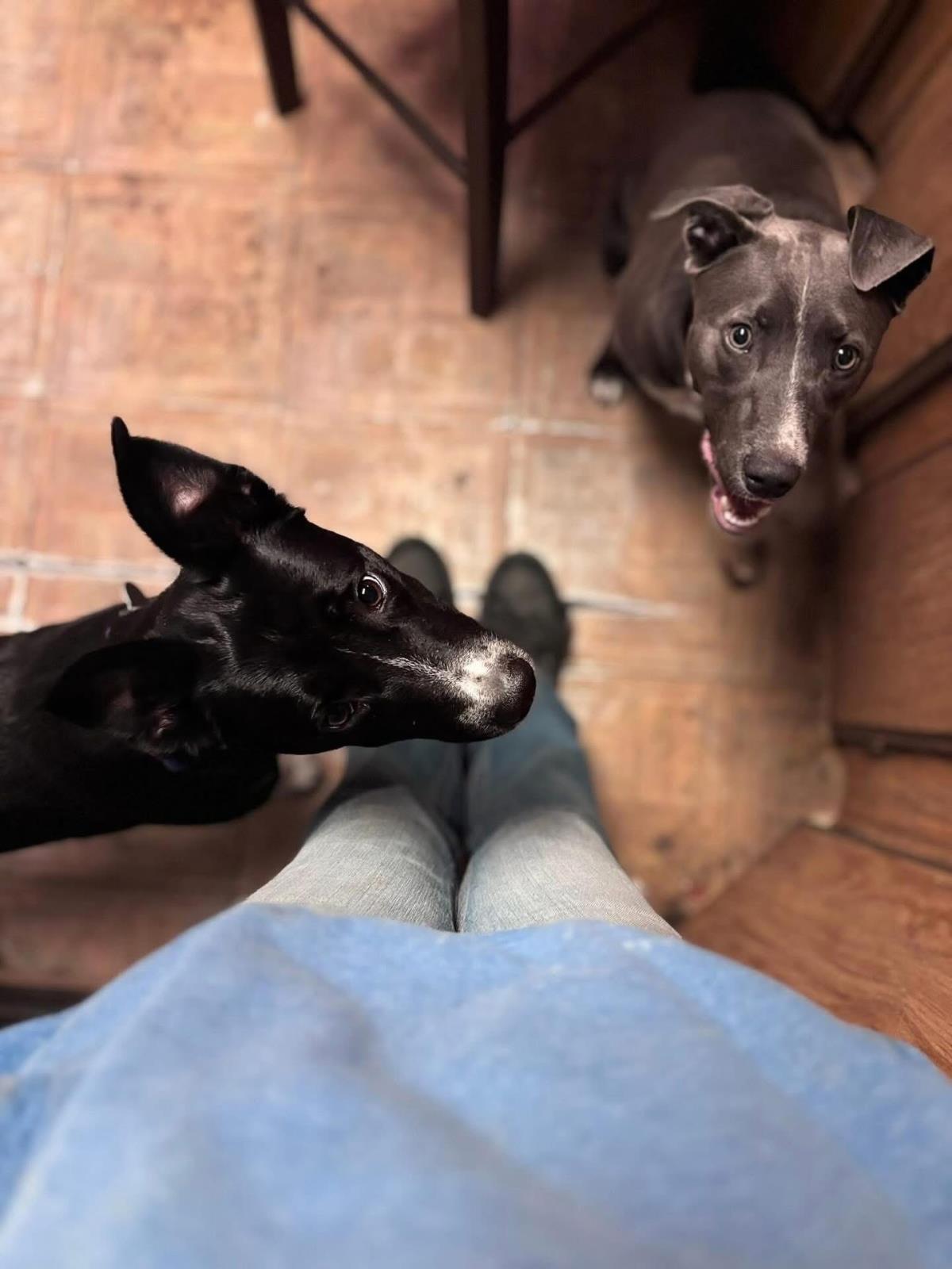 December, Adoptable, Adult Female Australian Kelpie & Border Collie.
