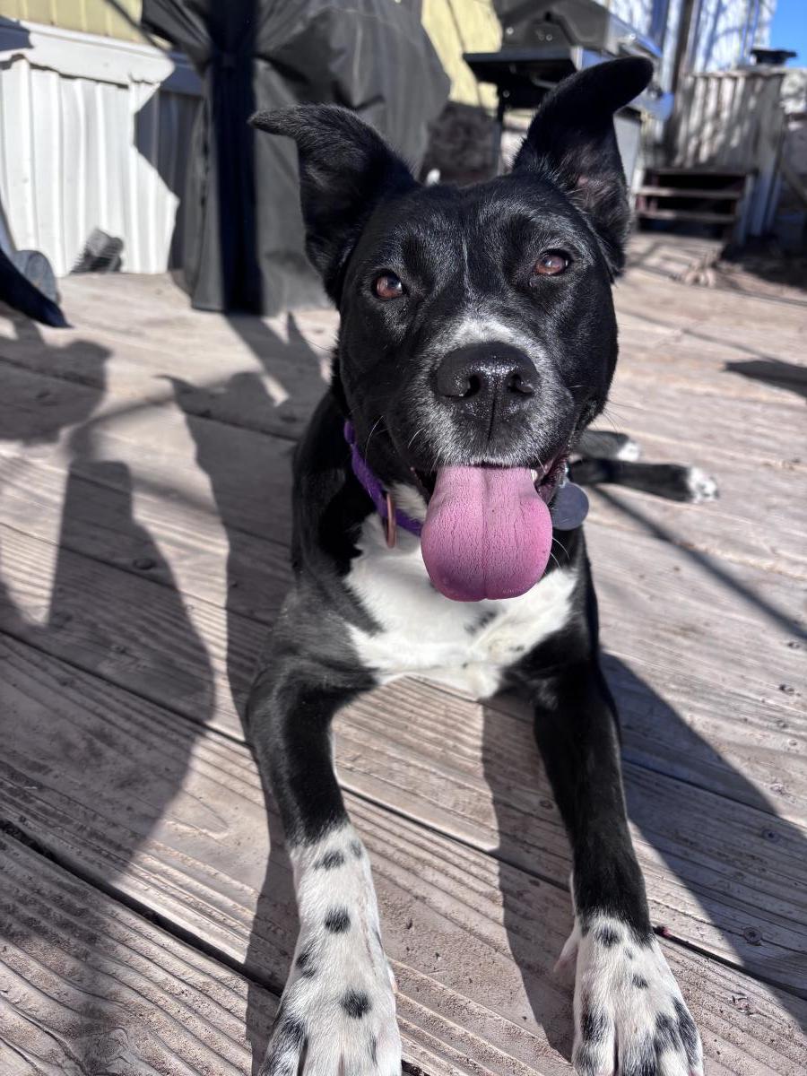 December, a Adoptable mixed breed in Stagecoach, NV image 2/2