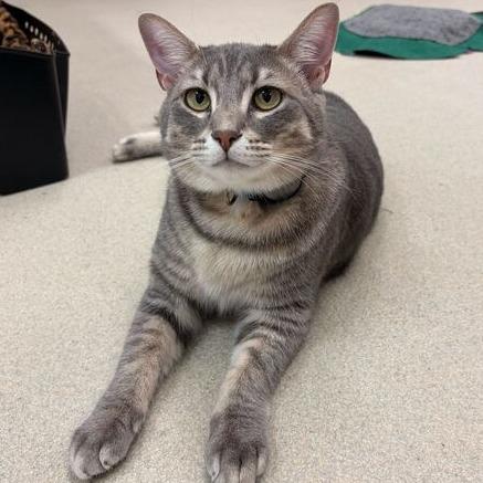 Cumulus (Bonded W/ Nimbus), Adoptable, Young Male Domestic Short Hair.