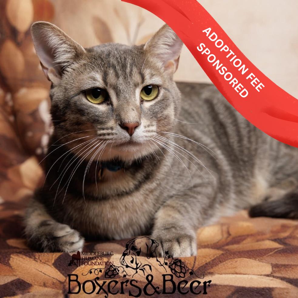 Enlarge Cumulus (Bonded W/ Nimbus), a Adoptable Domestic Short Hair in Marshall, VA image 2/2