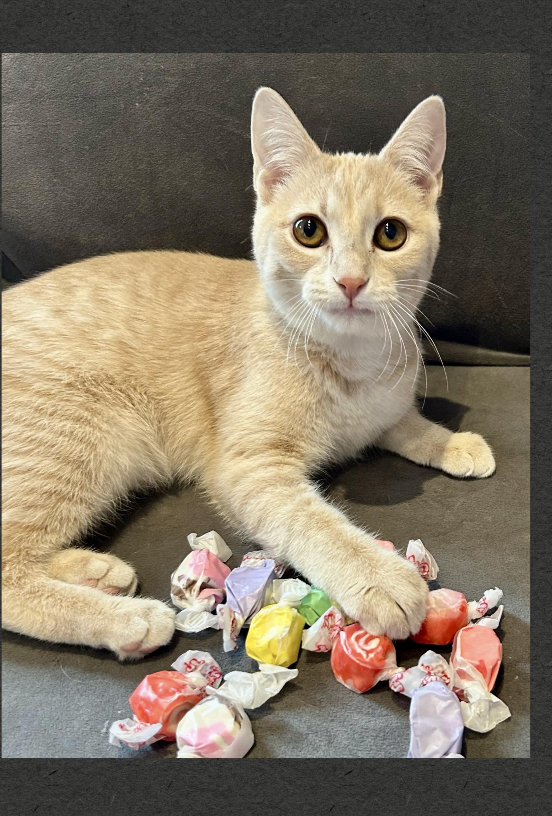 Enlarge Taffy, an adopted Domestic Short Hair in Decatur, IL image 1/6