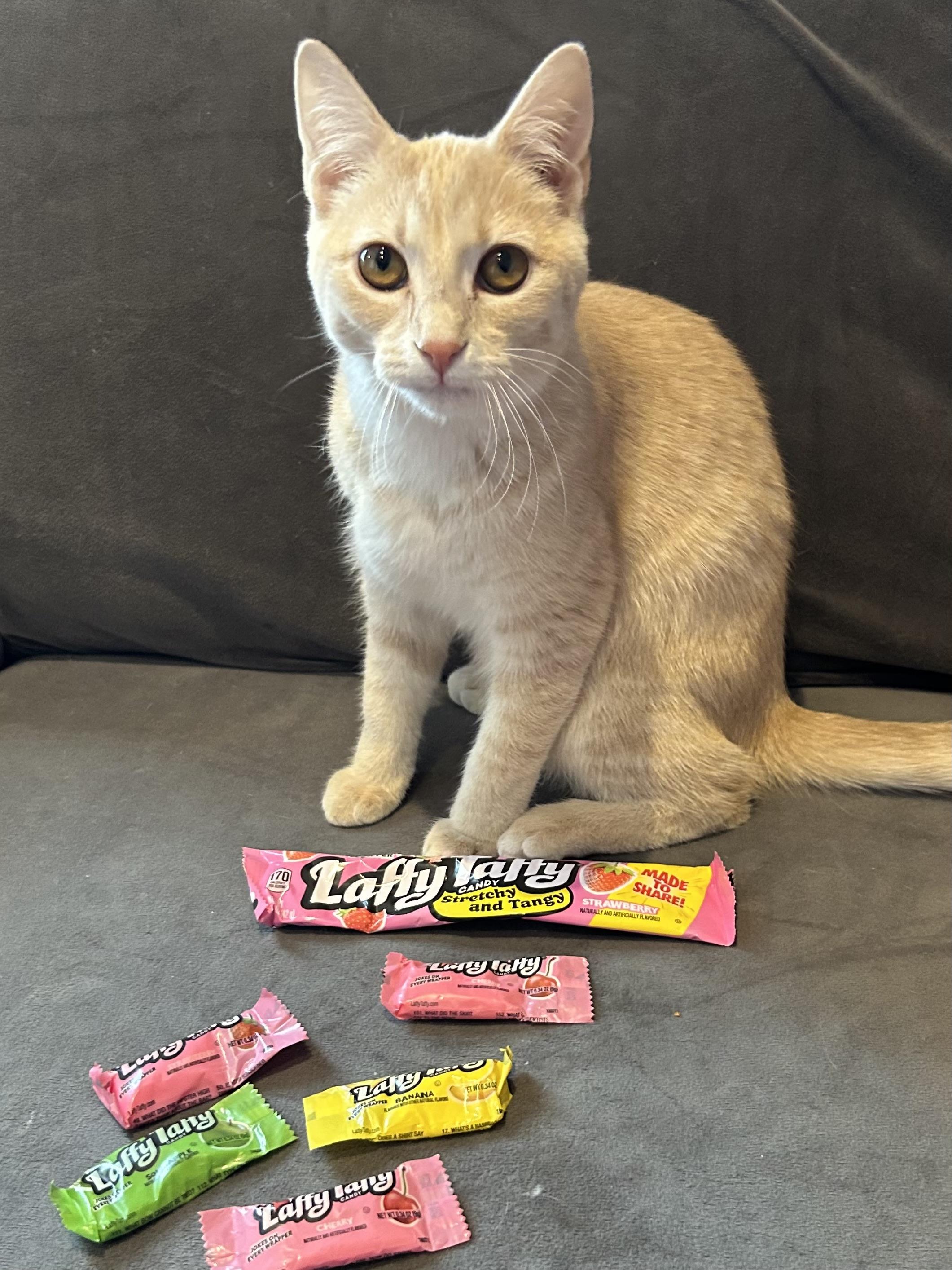 Enlarge Taffy, an adopted Domestic Short Hair in Decatur, IL image 4/6