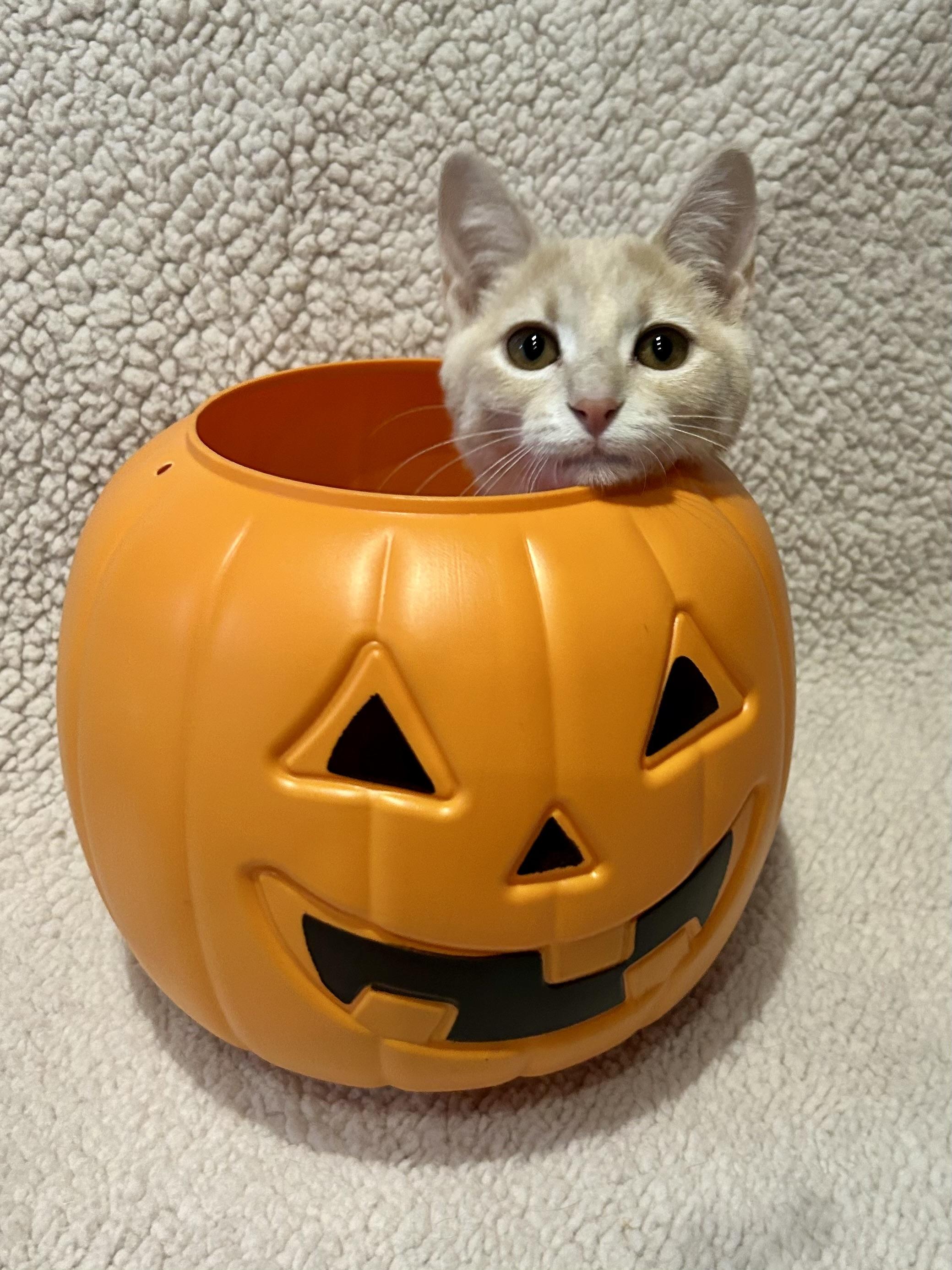 Taffy, a Adoptable Domestic Short Hair in Decatur, IL image 4/6