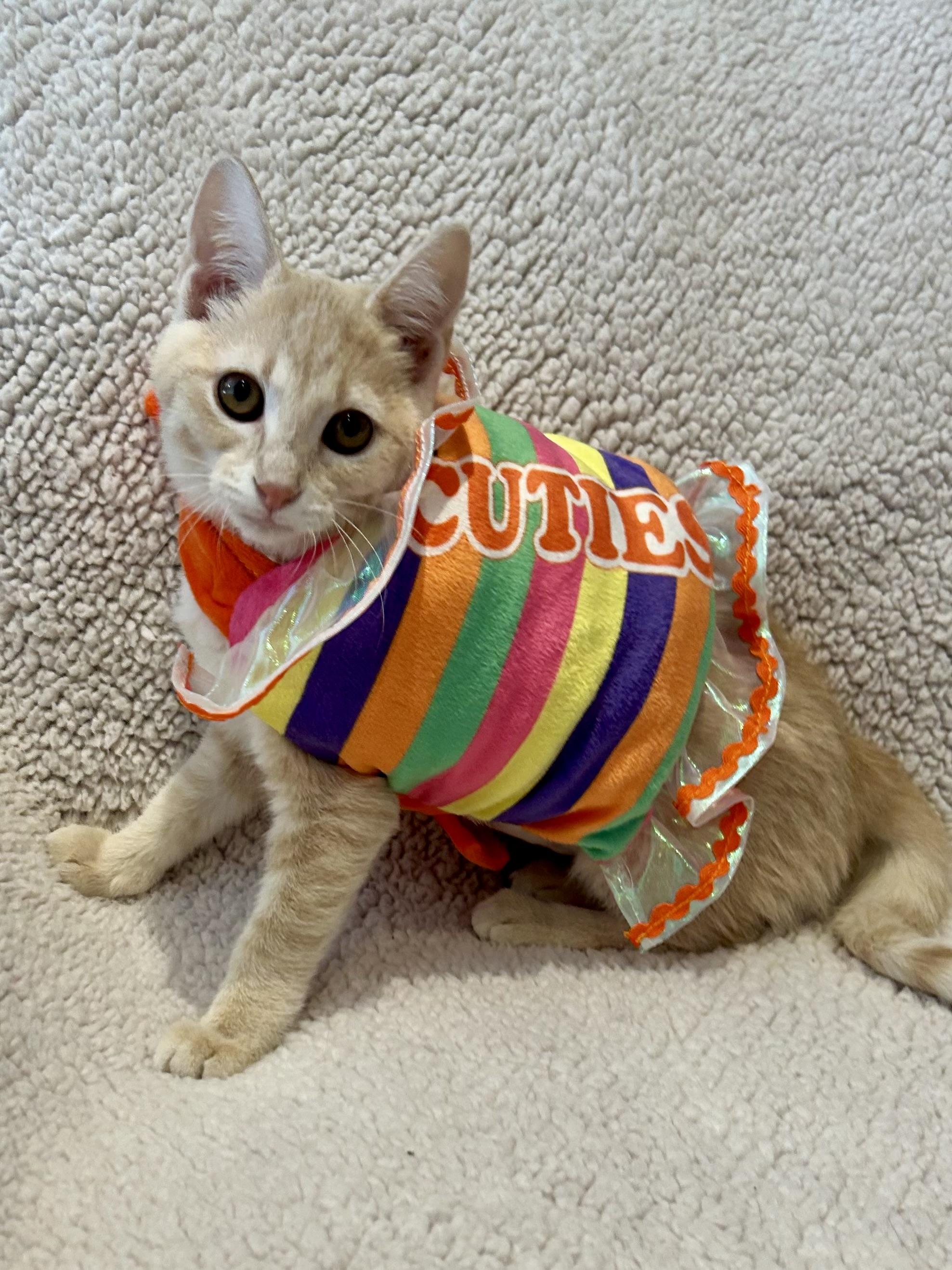 Taffy, a Adoptable Domestic Short Hair in Decatur, IL image 3/6