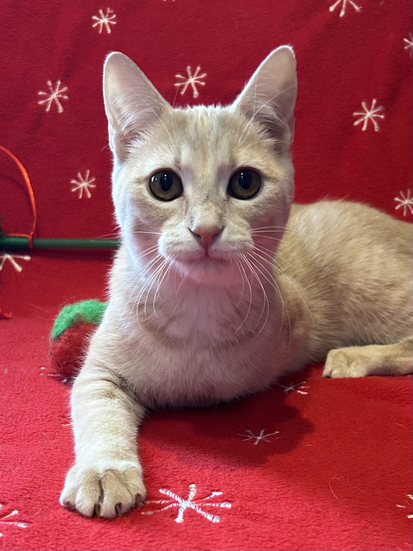 Enlarge Taffy, an adopted Domestic Short Hair in Decatur, IL image 5/6