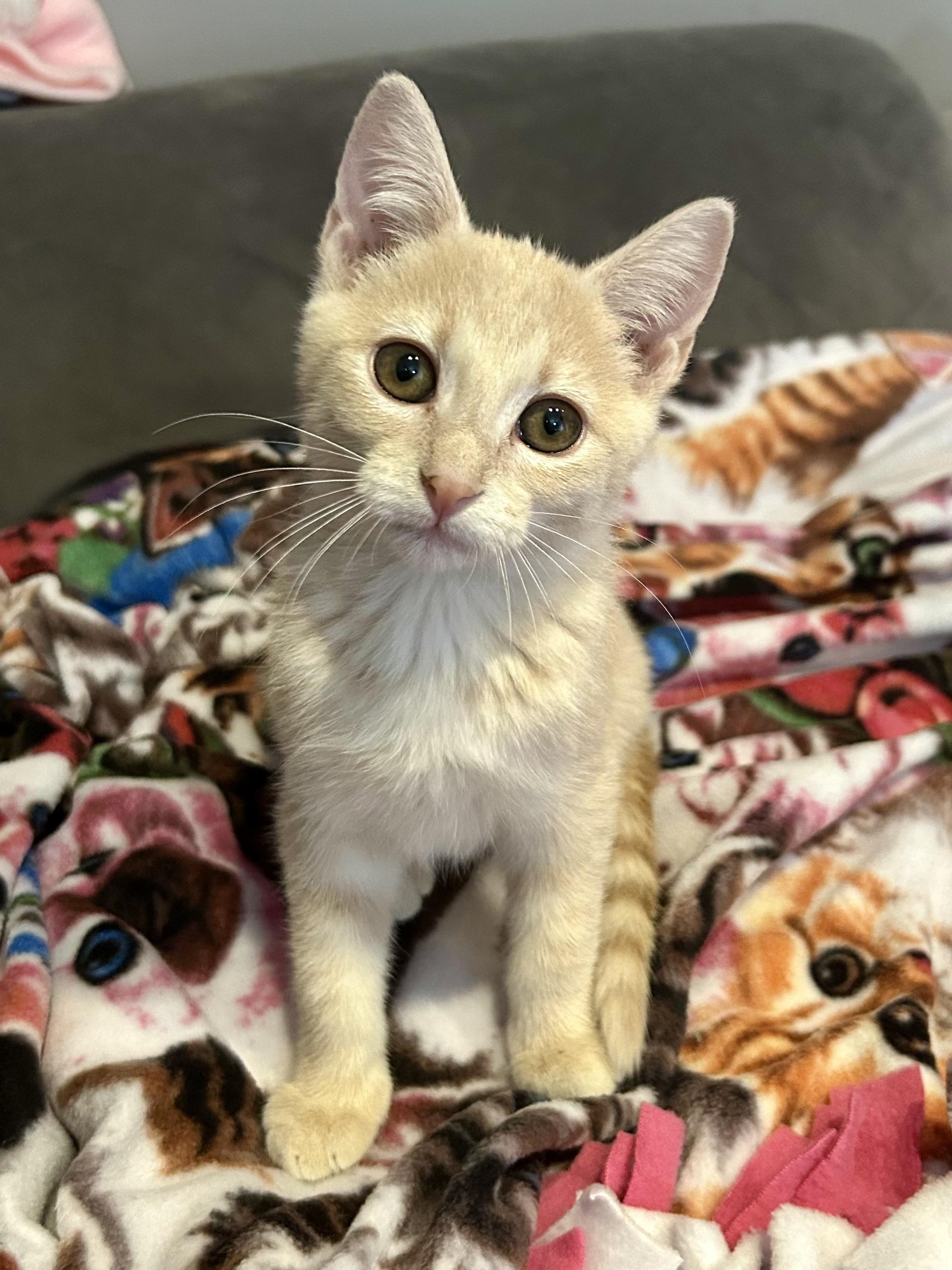 Taffy, a Adoptable Domestic Short Hair in Decatur, IL image 2/6