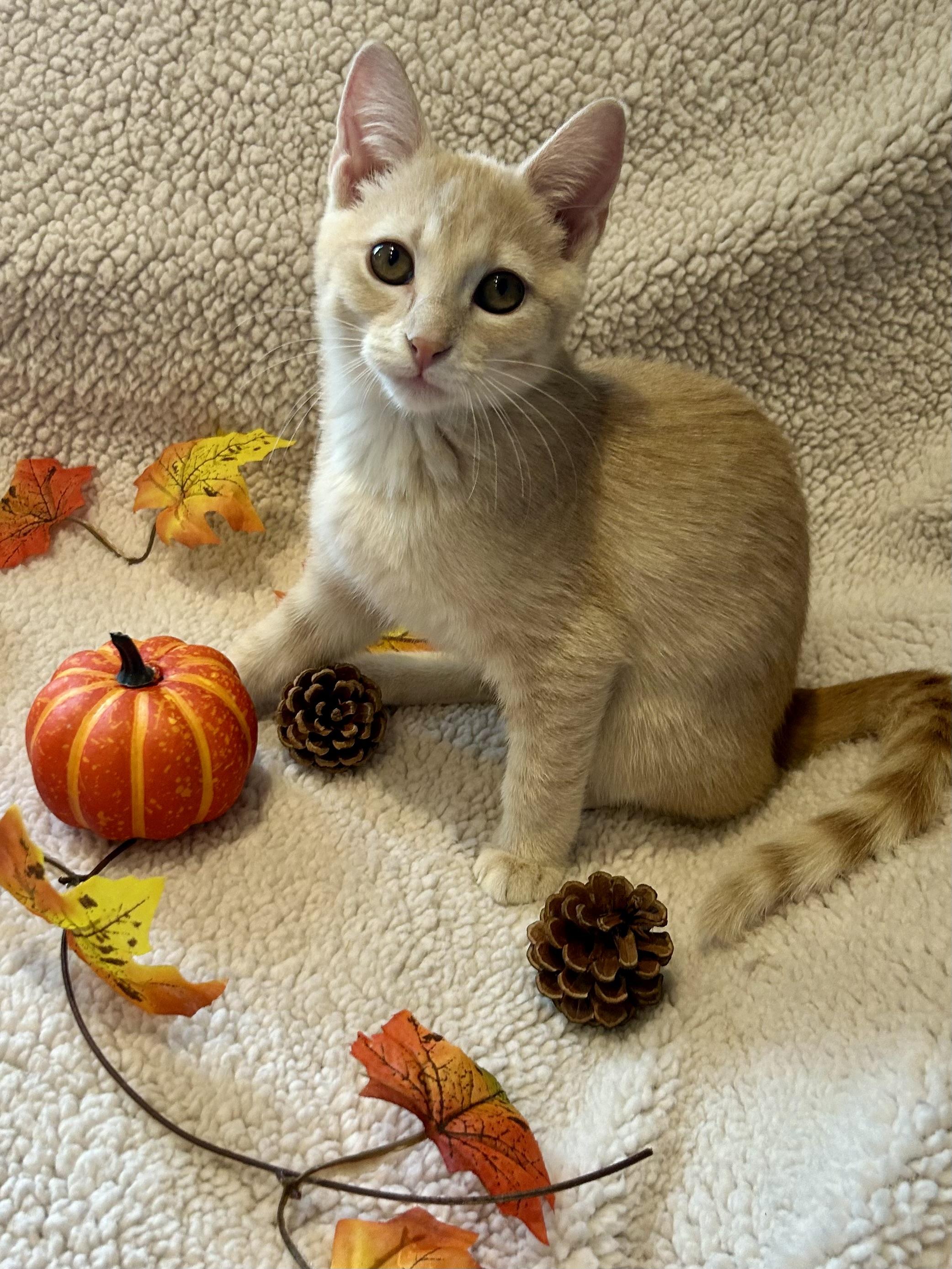 Taffy, a Adoptable Domestic Short Hair in Decatur, IL image 5/6