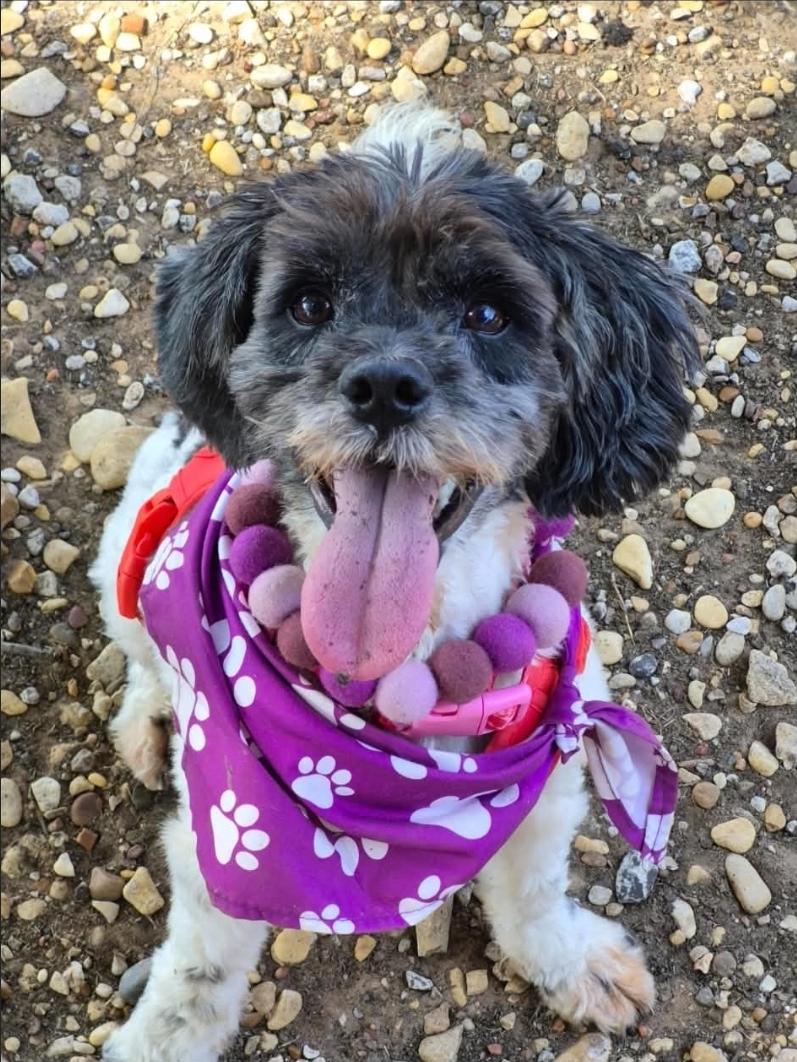Enlarge Wiggles, a Adoptable mixed breed in Cincinnati , OH image 1/4