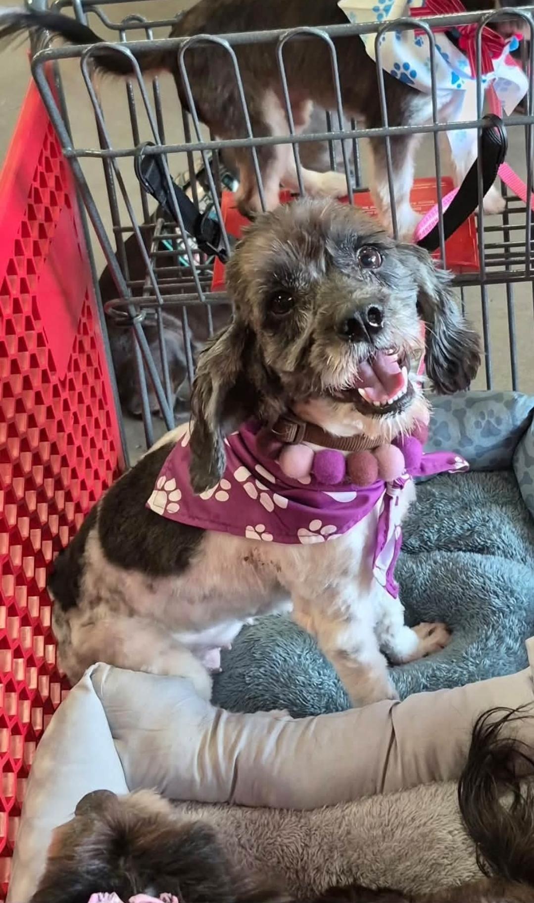 Enlarge Wiggles, a Adoptable mixed breed in Cincinnati , OH image 2/4