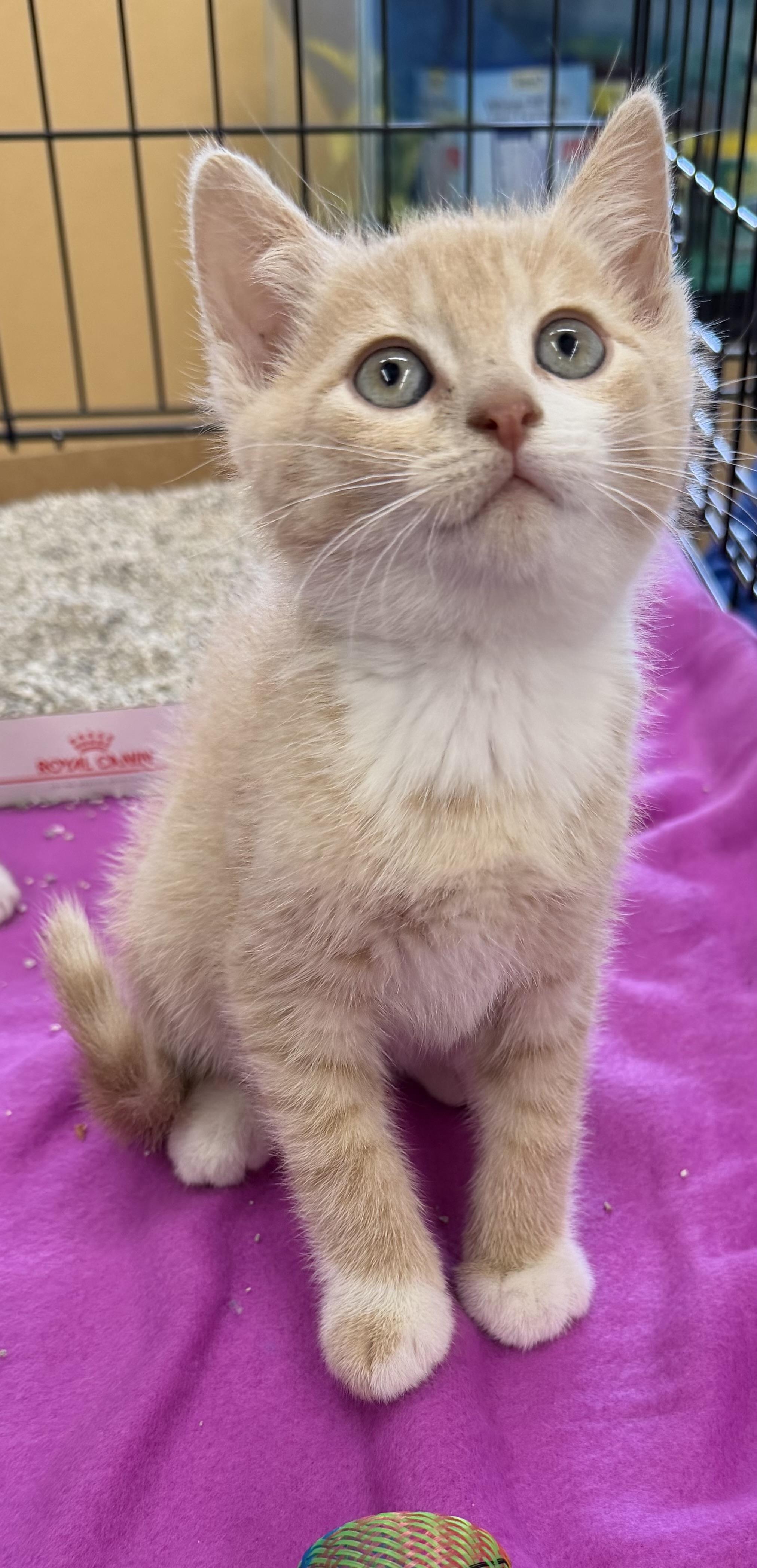 Mickey, an adopted Domestic Short Hair in Westfield, NJ image 5/5
