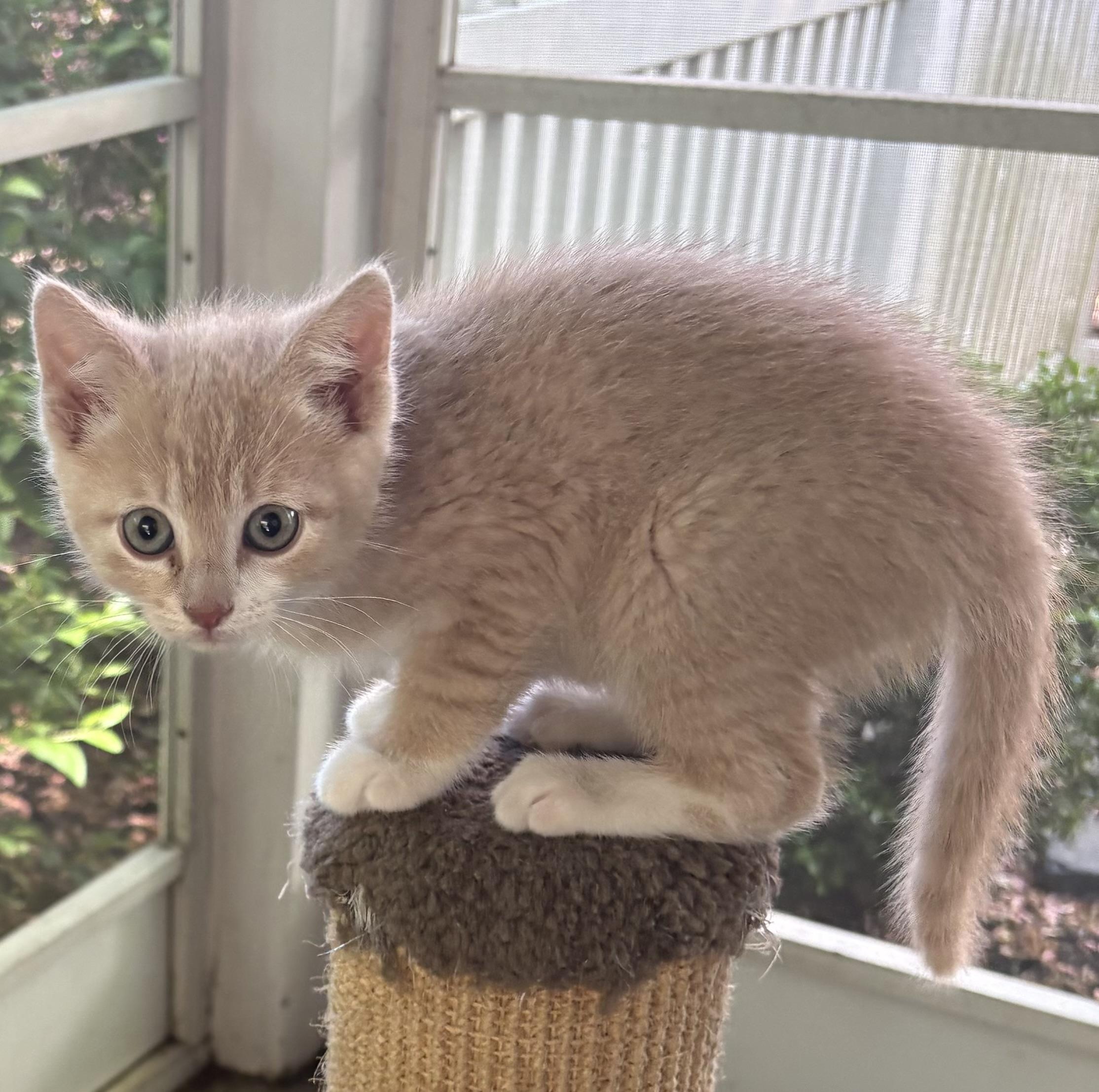 Mickey, an adopted Domestic Short Hair in Westfield, NJ image 3/5