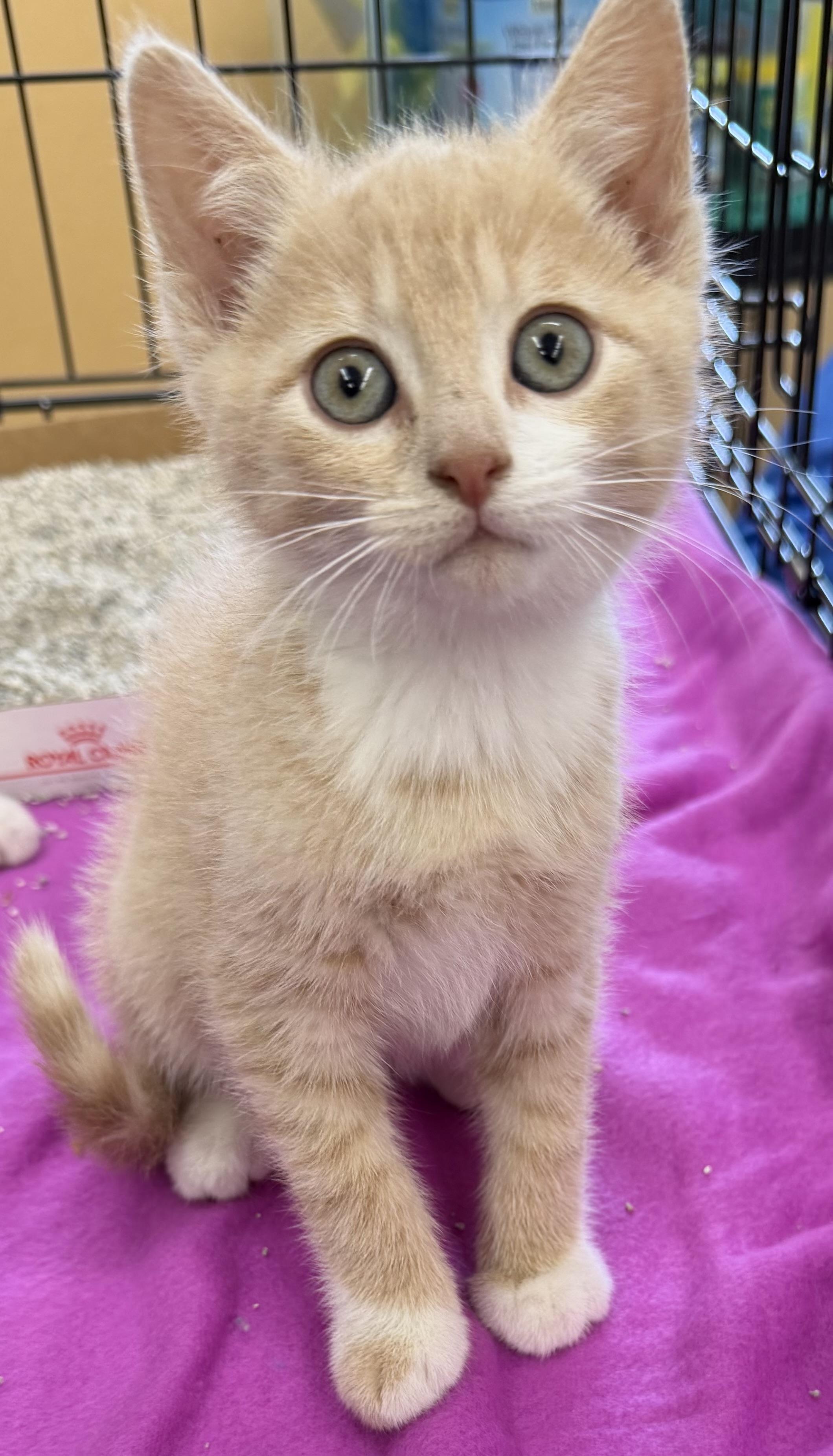 Mickey, an adopted Domestic Short Hair in Westfield, NJ image 4/5