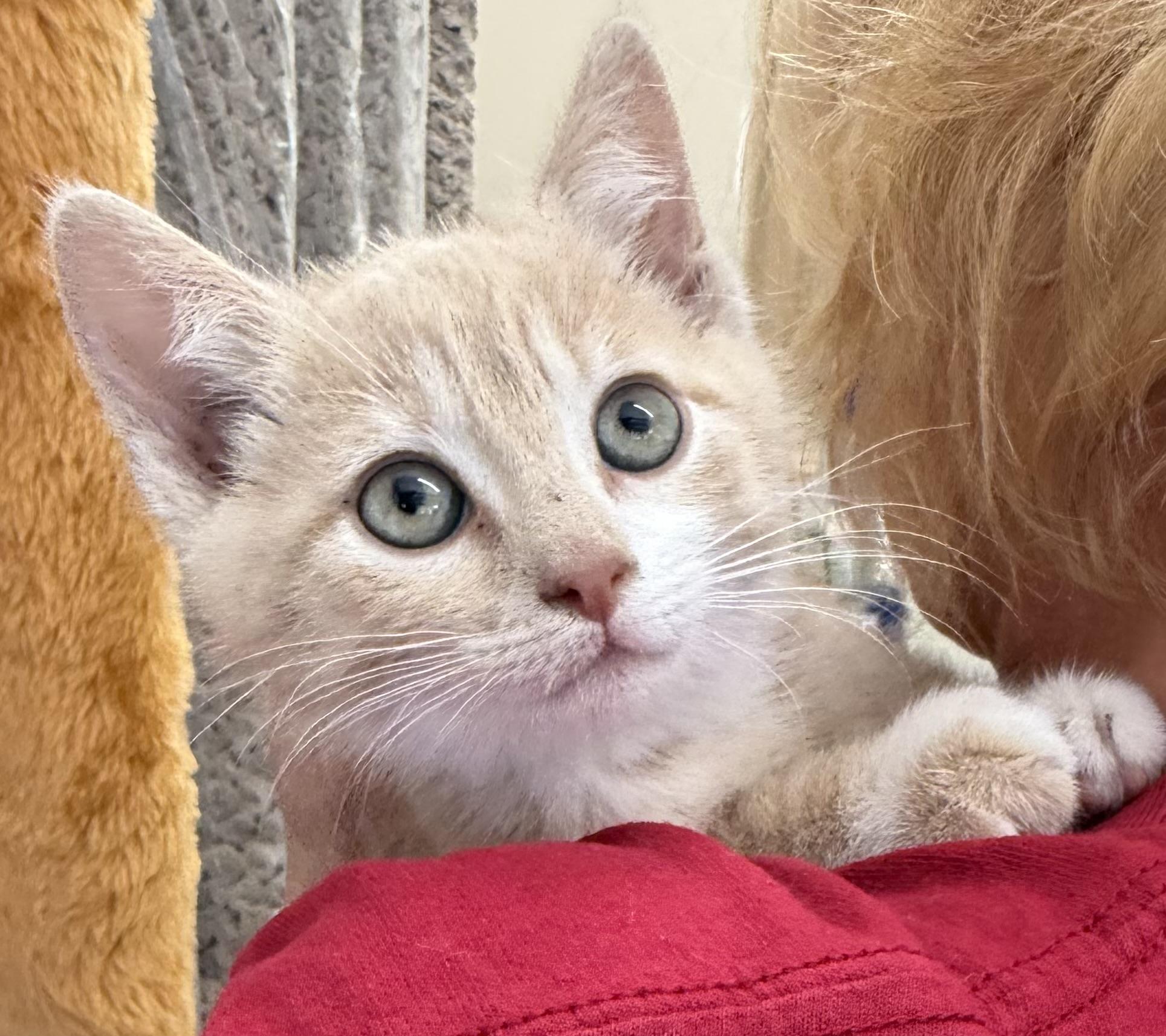 Mickey, an adopted Domestic Short Hair in Westfield, NJ image 2/5