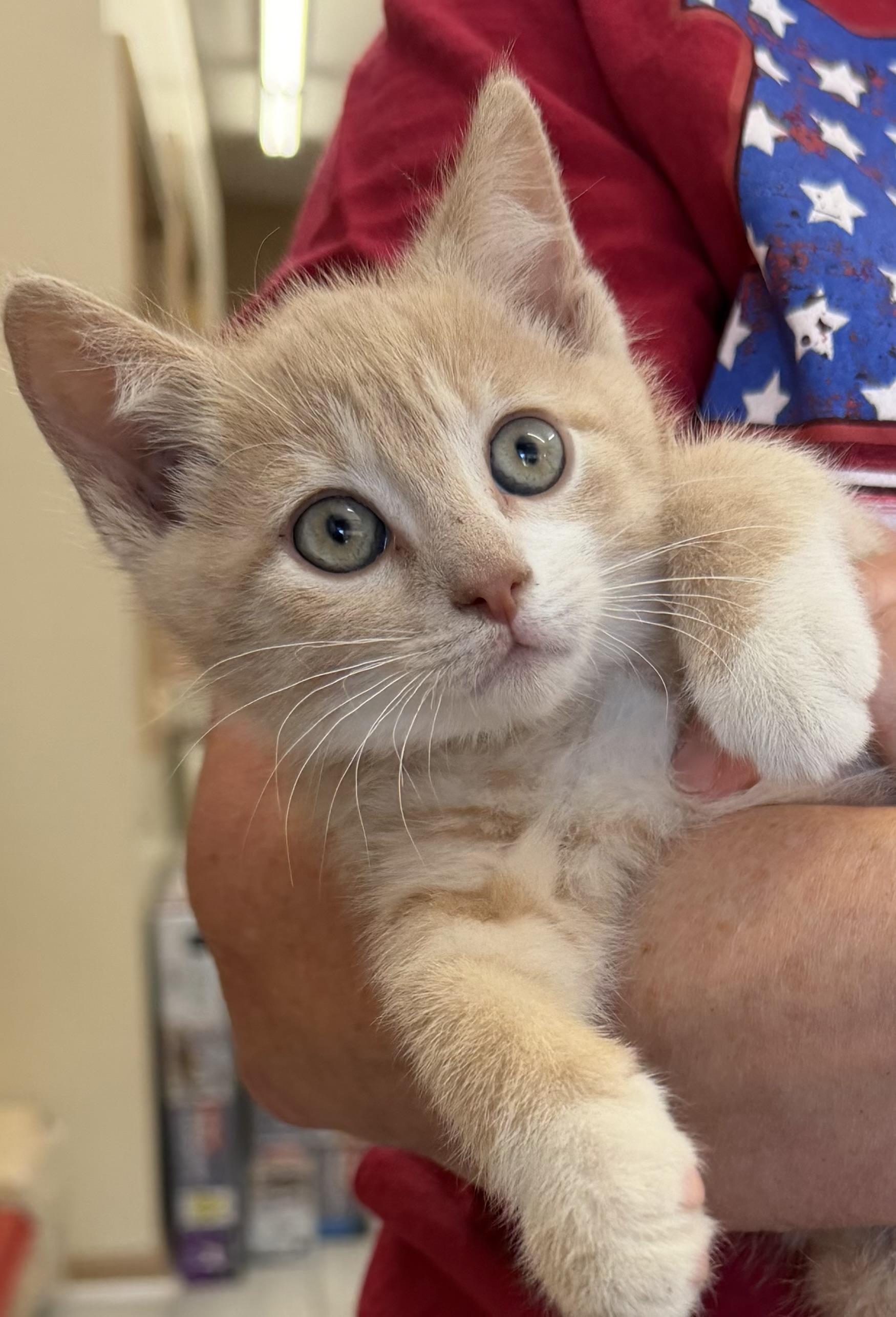 Mickey, adopted, Kitten Male Domestic Short Hair.