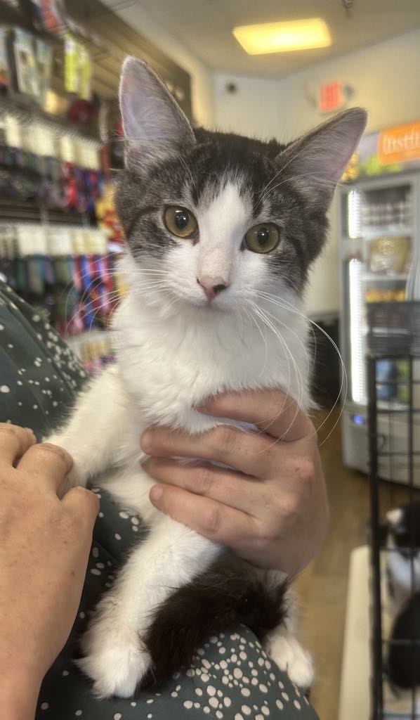 Dorothy, a Adoptable Domestic Medium Hair in Omaha, NE image 3/5