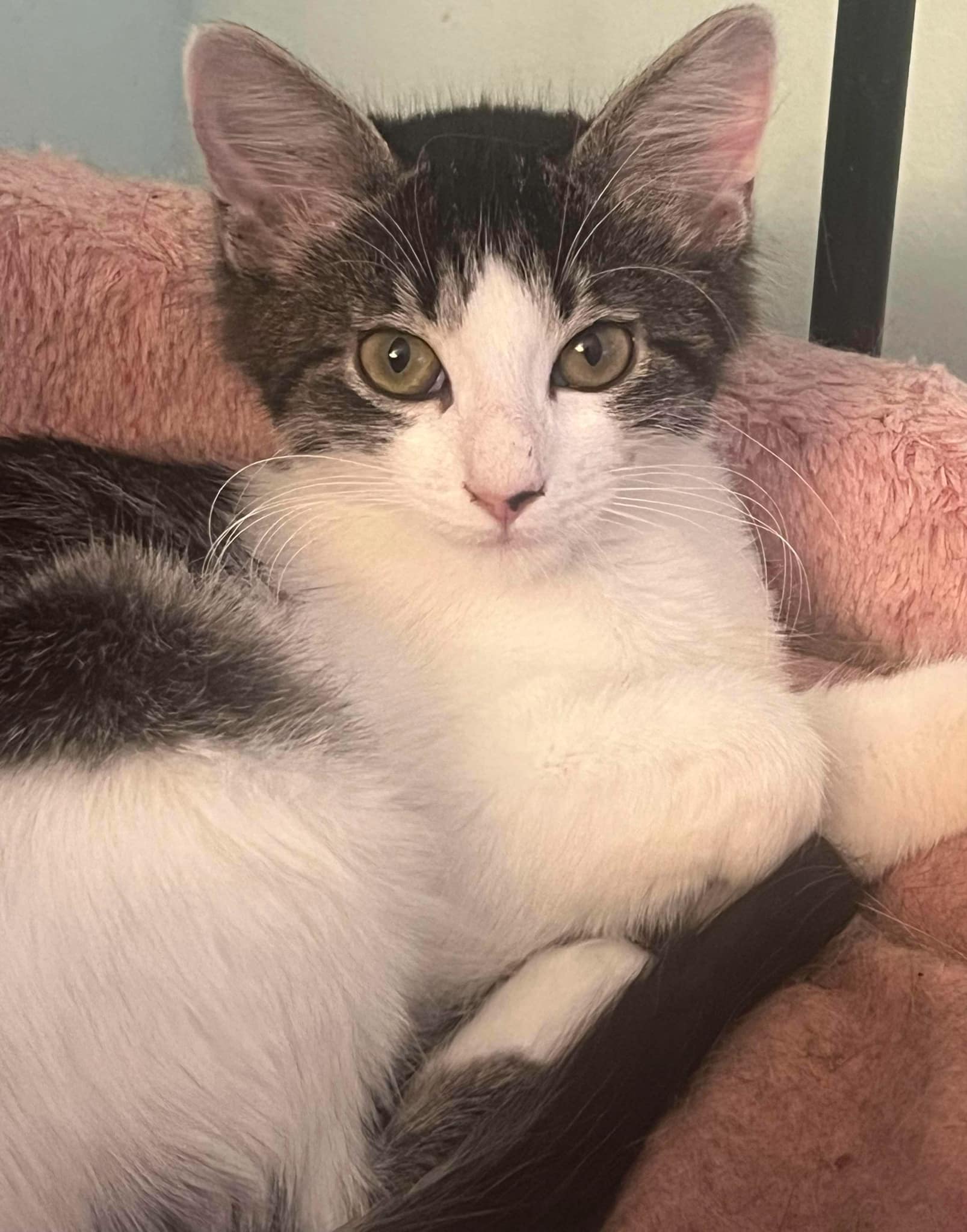 Dorothy, a Adoptable Domestic Medium Hair in Omaha, NE image 4/5