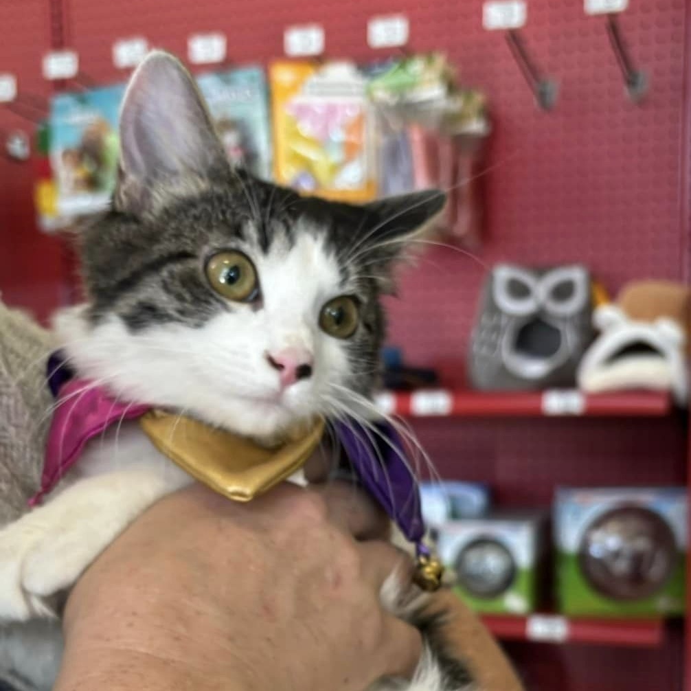 Dorothy, a Adoptable Domestic Medium Hair in Omaha, NE image 2/5