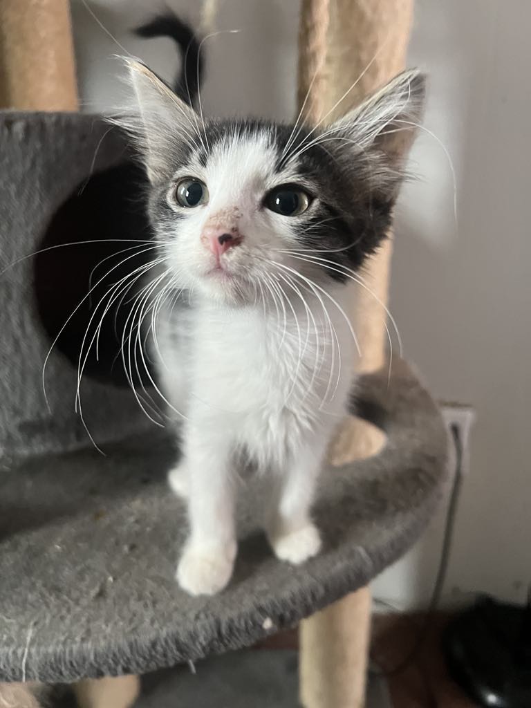 Dorothy, a Adoptable Domestic Medium Hair in Omaha, NE image 5/5