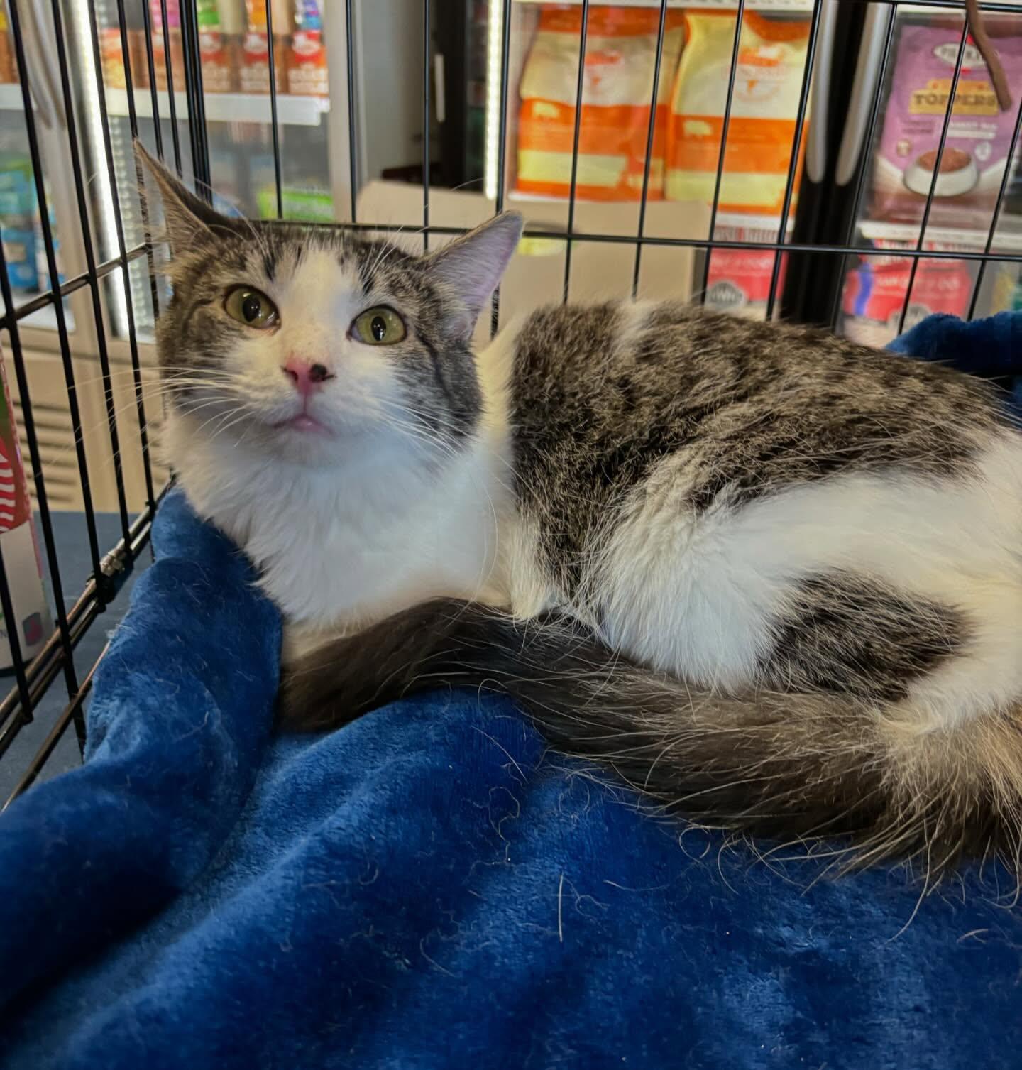 Dorothy, a Adoptable Domestic Medium Hair in Omaha, NE image 1/5