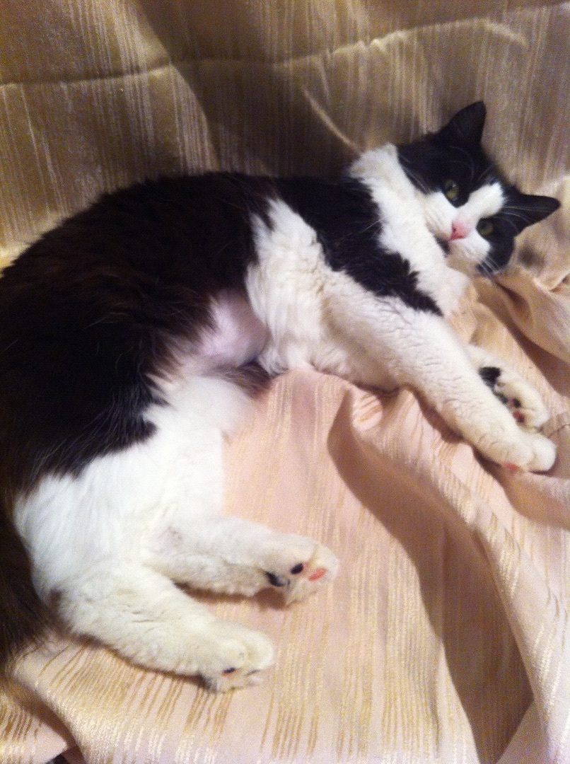 Chloe long fur with Main Coon personality 