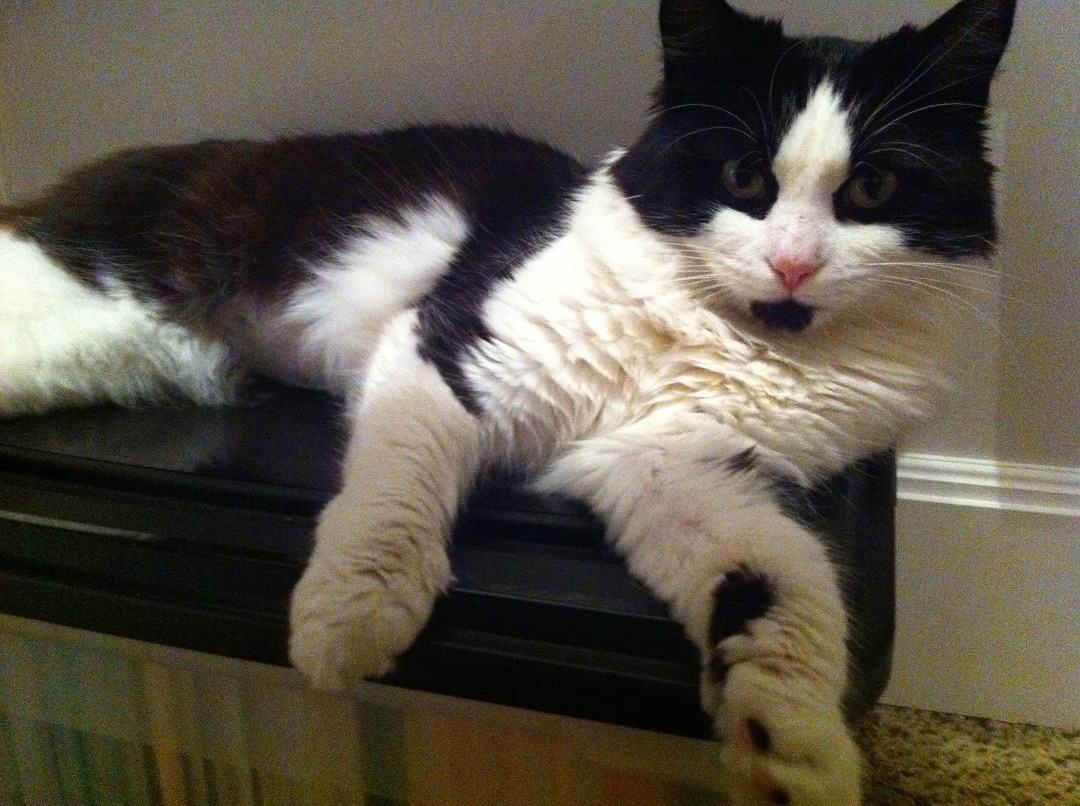 Chloe long fur with Main Coon personality , Adult Female Maine Coon