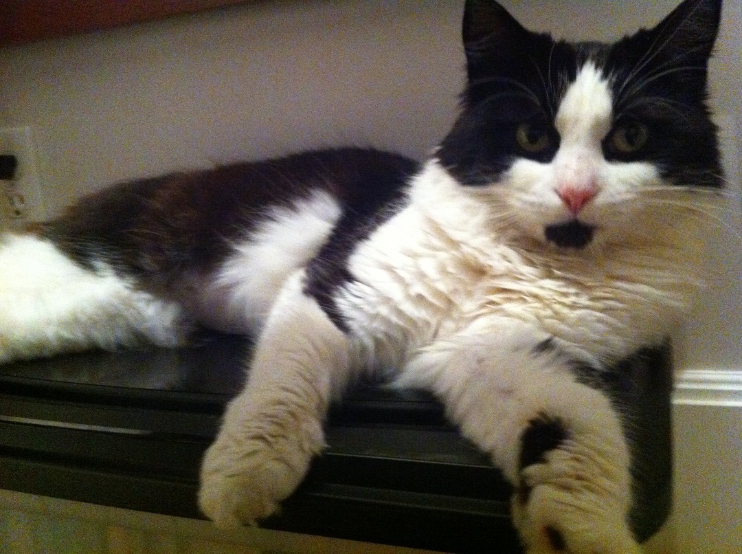 Chloe long fur with Main Coon personality 