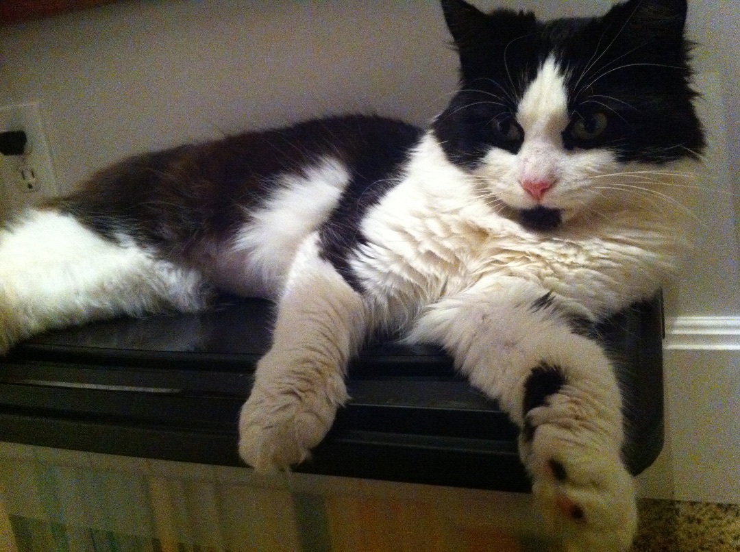 Chloe long fur with Main Coon personality 