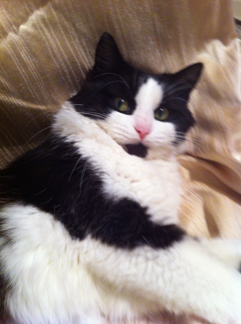 Chloe long fur with Main Coon personality 