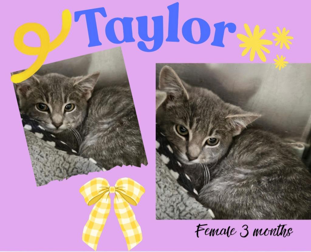 Enlarge Taylor, a Adoptable mixed breed in Blountville, TN image 1/1
