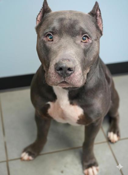 Ruger, Adoptable, Adult Male Pit Bull Terrier & Mixed Breed.
