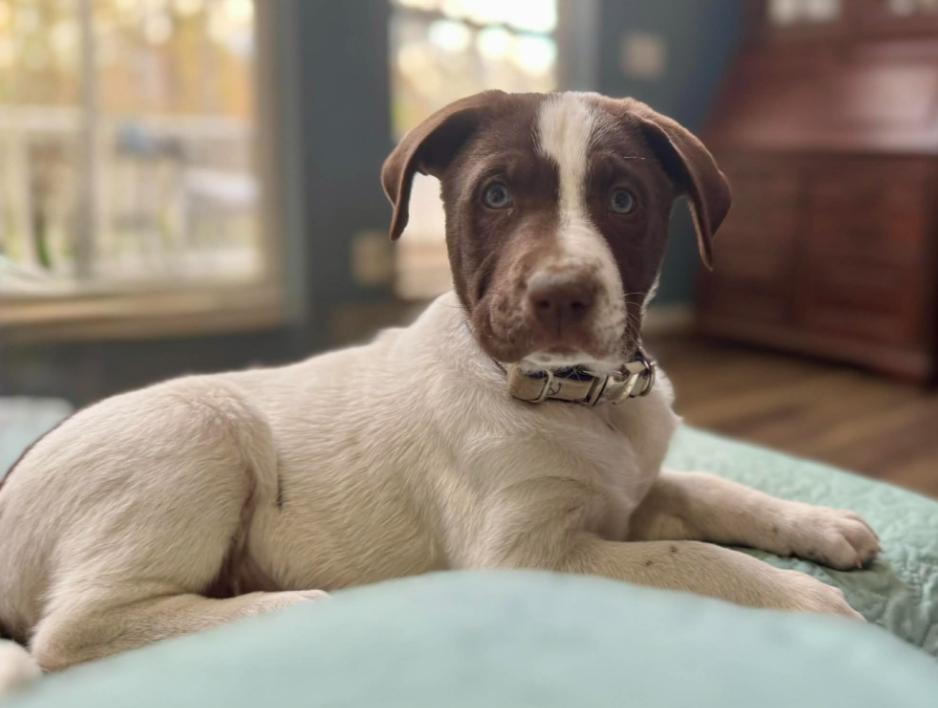 Enlarge Sugar, an adopted mixed breed in Eutawville, SC image 1/5