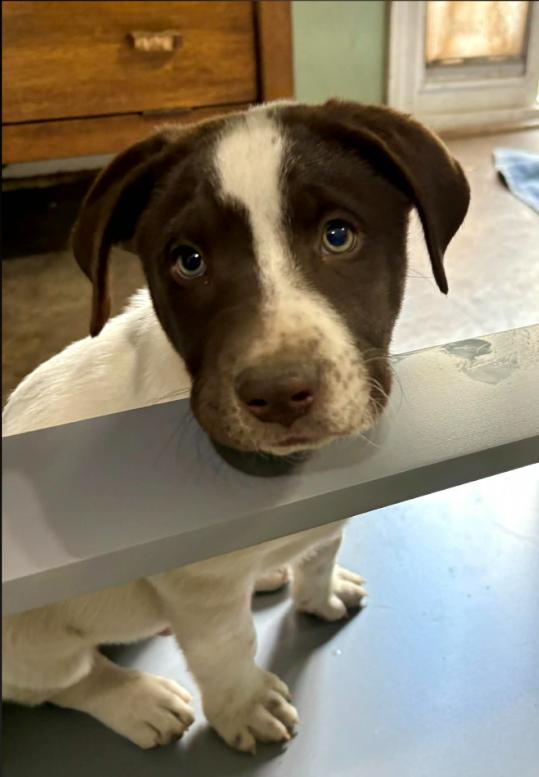 Enlarge Sugar, an adopted mixed breed in Eutawville, SC image 2/5