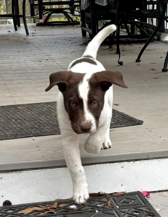 Enlarge Sugar, an adopted mixed breed in Eutawville, SC image 3/5