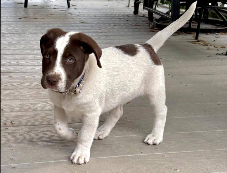 Enlarge Sugar, an adopted mixed breed in Eutawville, SC image 4/5