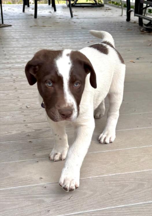 Enlarge Sugar, an adopted mixed breed in Eutawville, SC image 5/5