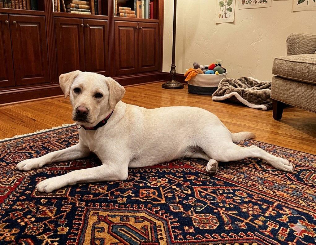 Enlarge **LILLY**, a Adopted mixed breed in North Prairie, WI image 1/3