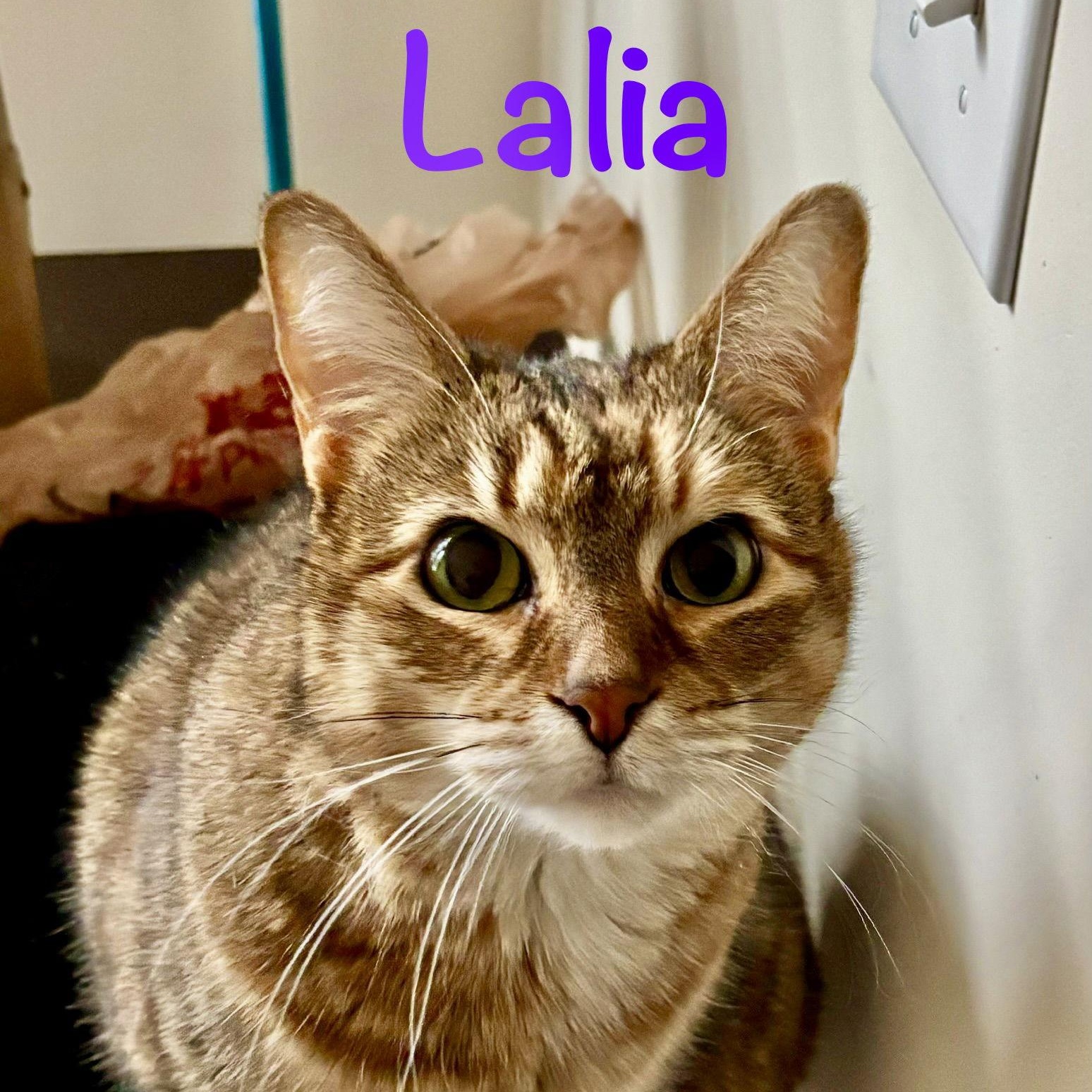 Enlarge Laila, a Adoptable Domestic Short Hair in Reston, VA image 1/3